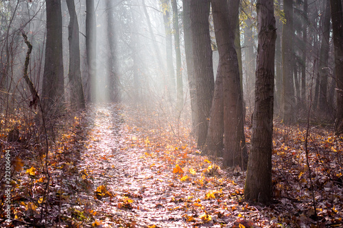 Autumn forest with dry leaves on the ground and fog through which sunlight penetrates_