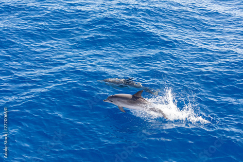 Family dolphins swimming in the blue ocean in Tenerife,Spain