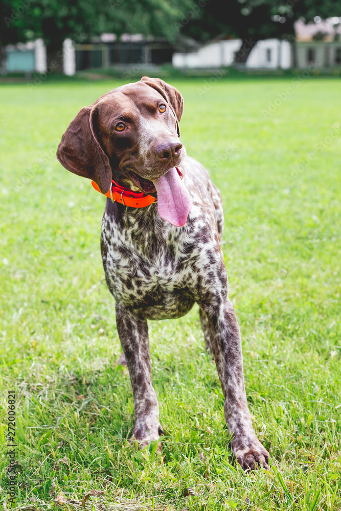 Dog breed german shorthaired pointer with a lovely gaze stands on the grass of the lawn_ Dog breed german shorthaired pointer with a lovely gaze stands on the grass of the lawn_