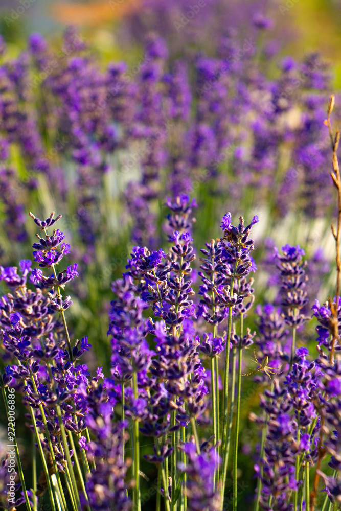 Naklejka premium Lavender field