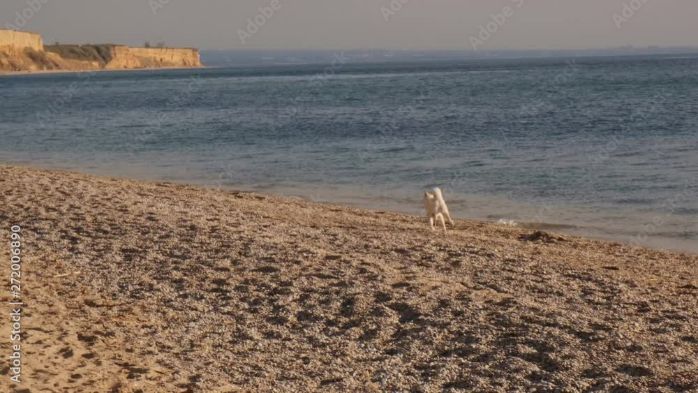 Front view of happy white shiba inu dog running on the beach on sunrise and playing with water slow motion Front view of happy white shiba inu dog running on the beach on sunrise and playing with water slow motion