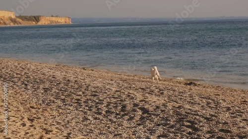 Front view of happy white shiba inu dog running on the beach on sunrise and playing with water slow motion