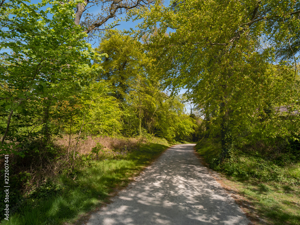 Beautiful nature around Castle Ward in Northern Ireland - travel photography Beautiful nature around Castle Ward in Northern Ireland - travel photography
