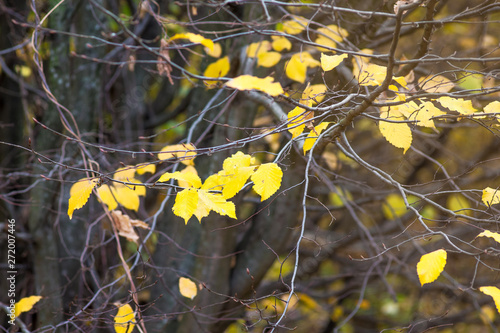 Yellow leaves of hornbeam on a tree in the autumn forest_