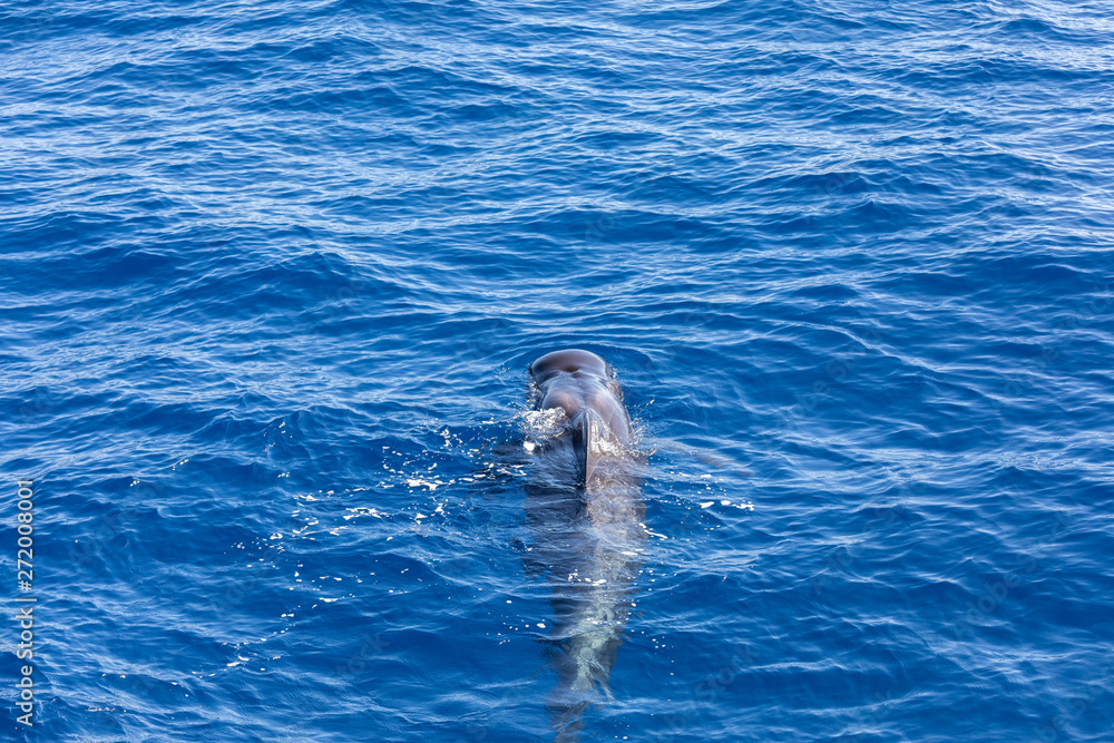 Obraz premium Group of pilot whales in atlantic ocean tenerife canary islands whale