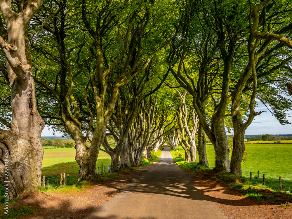 Obraz premium The Dark Hedges of Stranocum in Northern Ireland - travel photography