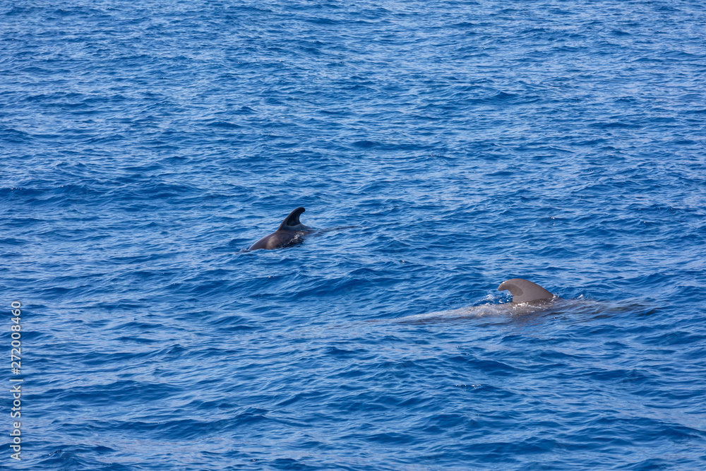 Fototapeta premium Group of pilot whales in atlantic ocean tenerife canary islands whale