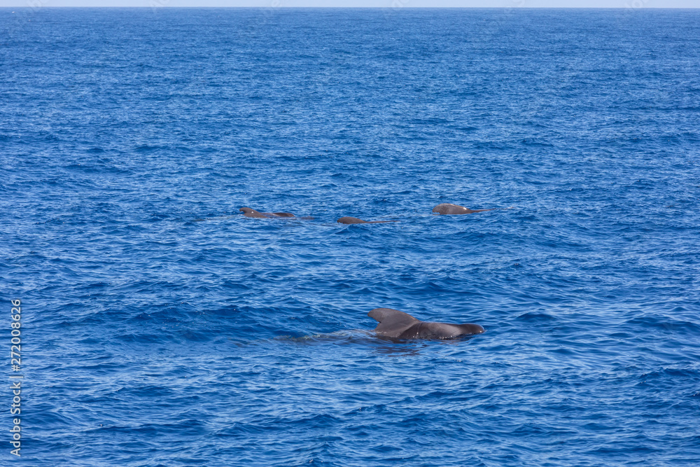 Fototapeta premium Group of pilot whales in atlantic ocean tenerife canary islands whale