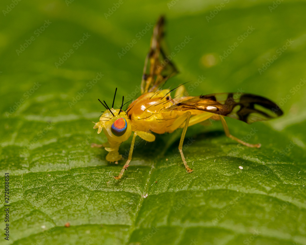 Yellow fly sitting on a green leaf Yellow fly sitting on a green leaf