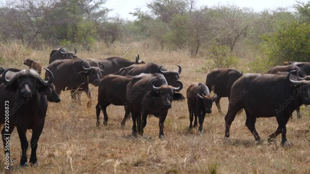 Herd Of Buffalo Walking On A Dusty Ground In The African Savannah Herd Of Buffalo Walking On A Dusty Ground In The African Savannah