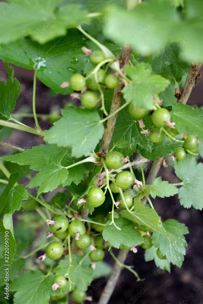 Green currants in the garden, close-up photo Green currants in the garden, close-up photo