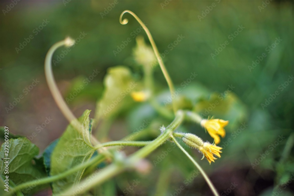 Flowering cucumber shrub in the garden, yellow flowers. Flowering cucumber shrub in the garden, yellow flowers.