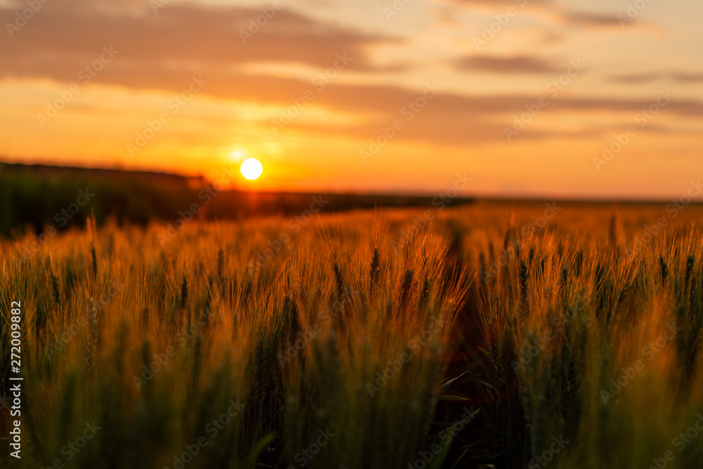 Fototapeta premium Golden ears of wheat on the field