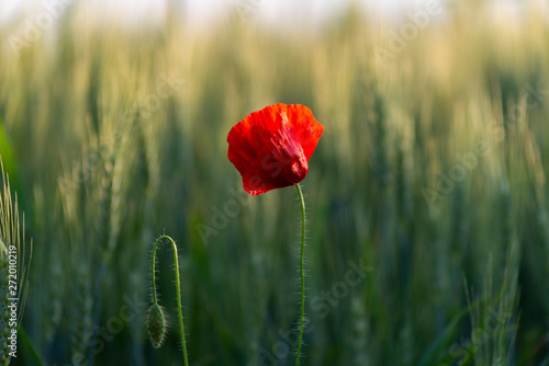 Red poppy in wheat