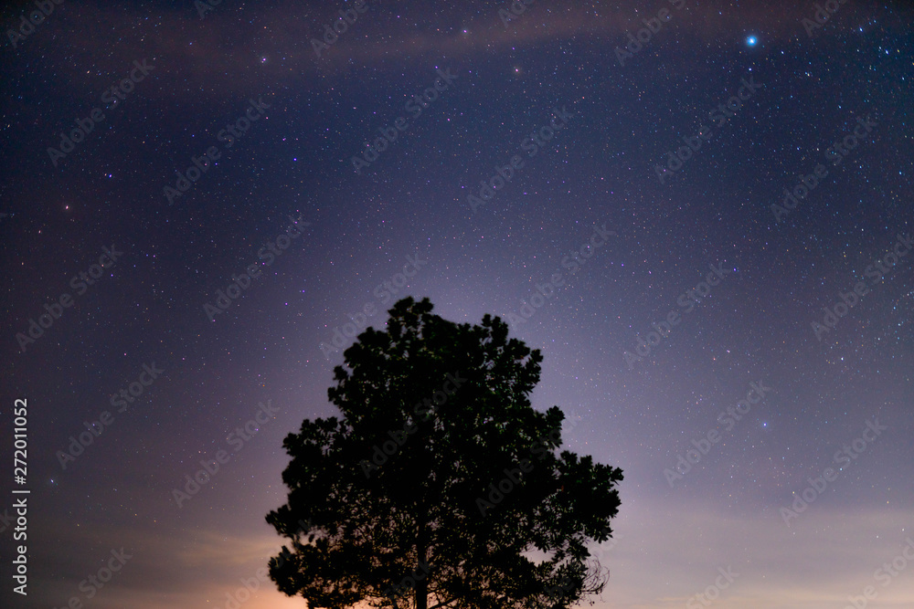 tree at night tree at night