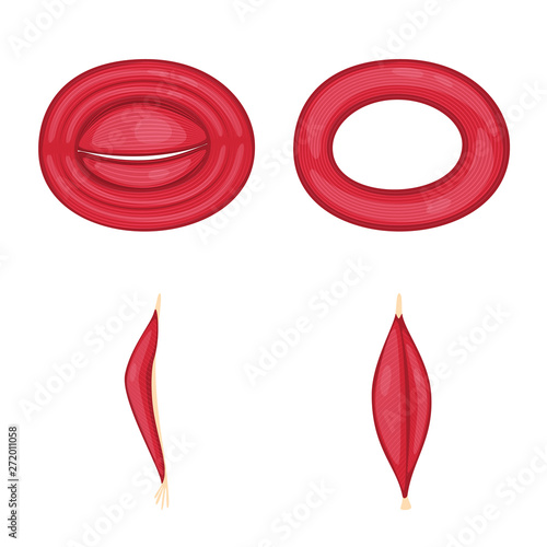 Vector illustration of muscle and cells symbol. Set of muscle and anatomy stock vector illustration.