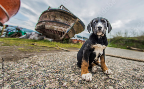 dog and boat hope
