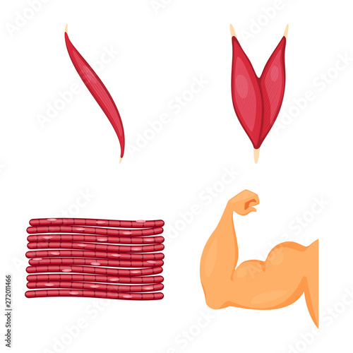 Vector design of muscle and cells logo. Collection of muscle and anatomy stock symbol for web.