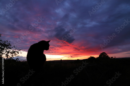 Silhouette of cat looking at a sunset
