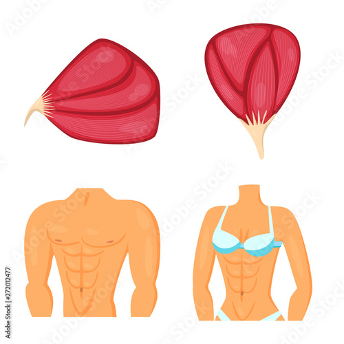Isolated object of muscle and cells icon. Set of muscle and anatomy vector icon for stock.