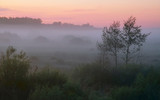 Fog in the meadow in the morning at dawn in the sun
