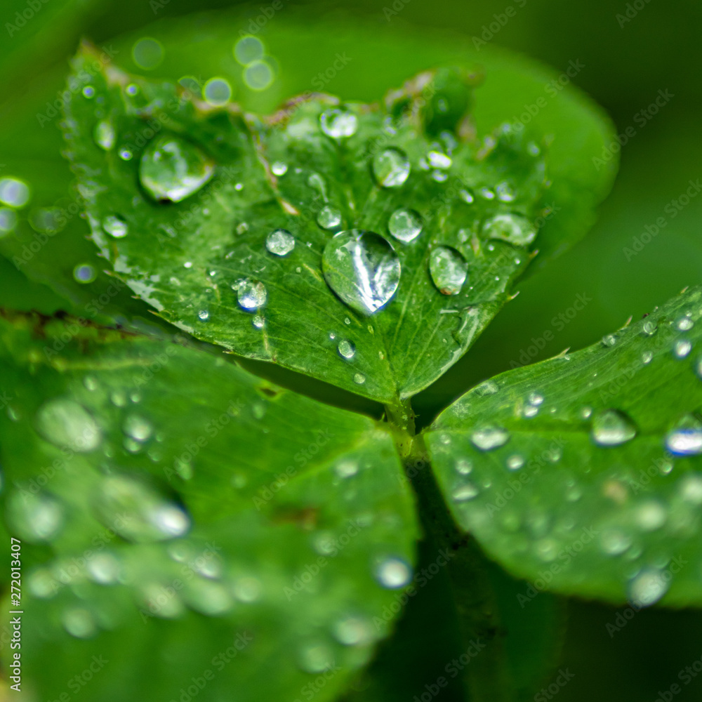 water drops on leaf water drops on leaf