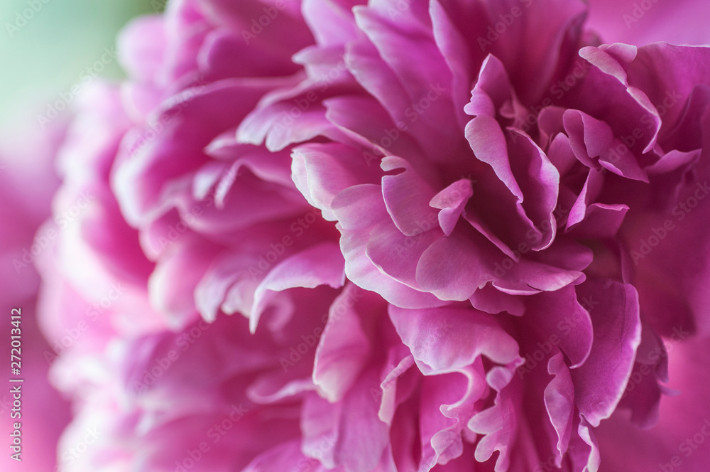 Delicate pink peony petals close up