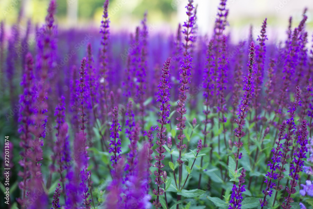 Fototapeta premium Bright lavender flower close up