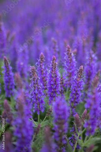 Fototapeta Naklejka Na Ścianę i Meble -  Flowering lavender fields