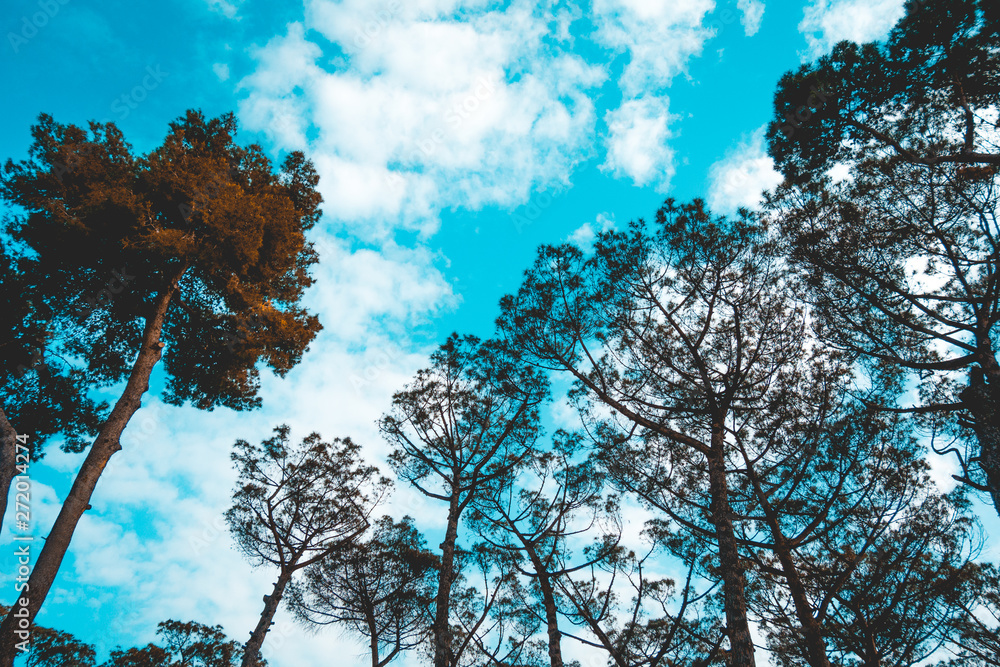Obraz premium beautiful pine trees with fluffy cloud background