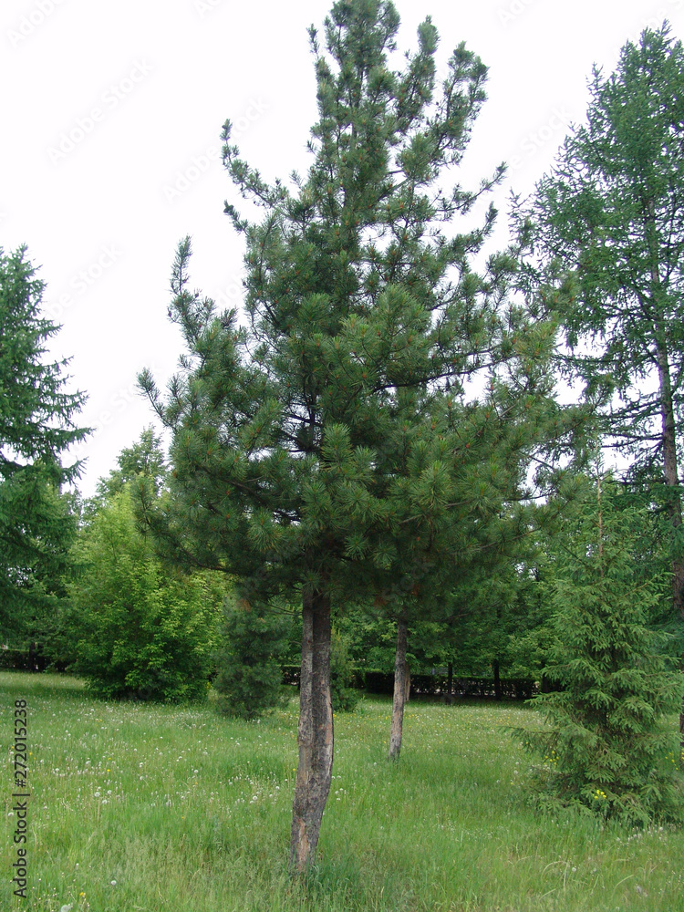 Fototapeta premium pine young and high among the lawn and other trees on it