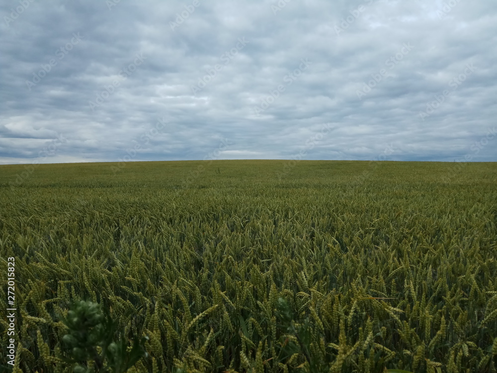 green wheat field and blue sky