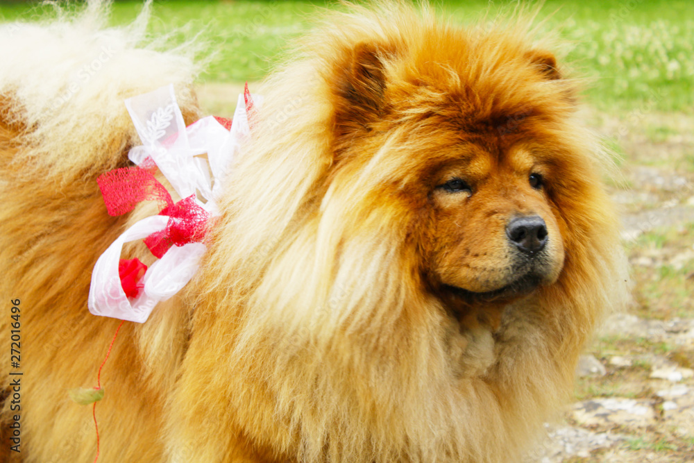 Fototapeta premium Gros chien pleins de poils en tenue de mariage