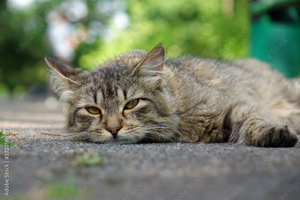 wild cat resting on the street wild cat resting on the street