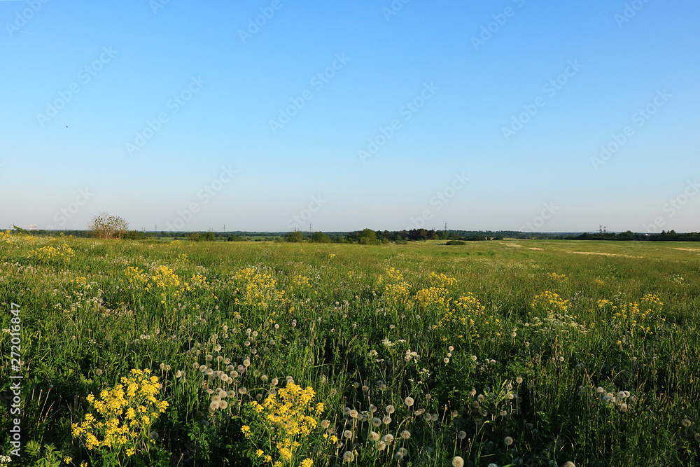 Russian field with dandelions in the summer early in the morning. Junior Russian fields in wildflowers