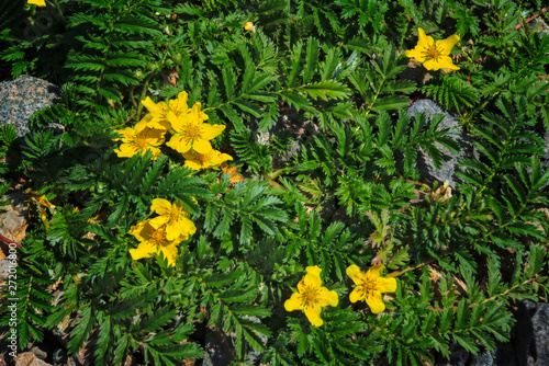 Argentina anserina or Potentilla anserina. It is known by the common names silverweed or silverweed cinquefoil. Natural green plant background, yellow flowers. photo