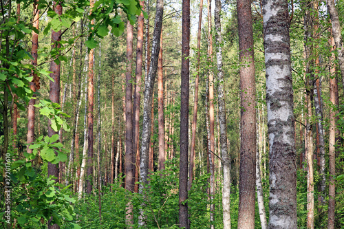 Fototapeta Naklejka Na Ścianę i Meble -  temperate broadleaf and mixed forest	