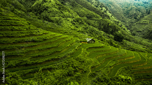 Serene, Solitary Cabin on Green Rice Paddies on Mountainside Vietnam