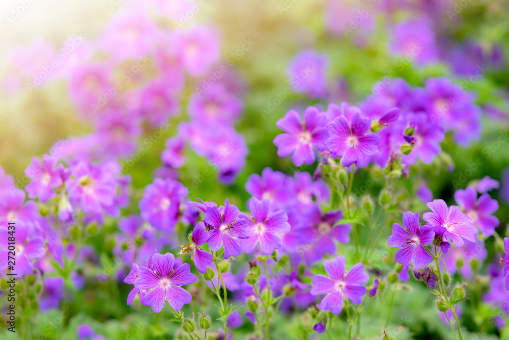 Campanula spring flowers as background Campanula spring flowers as background