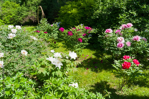 Flowering colorful tree peonies.