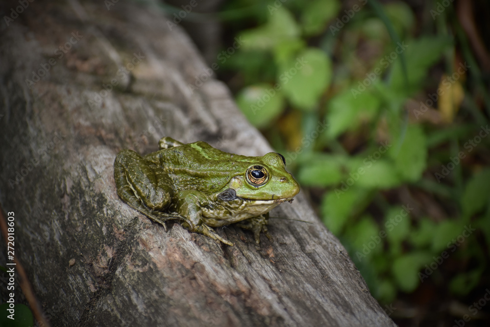 Fototapeta premium Frog on a rock - took thus photo after my wedding