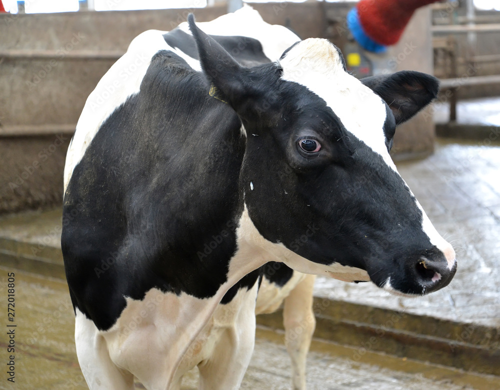 Portrait of a cow of the Portrait of a cow of the Holstein-Friesian breed in a farm