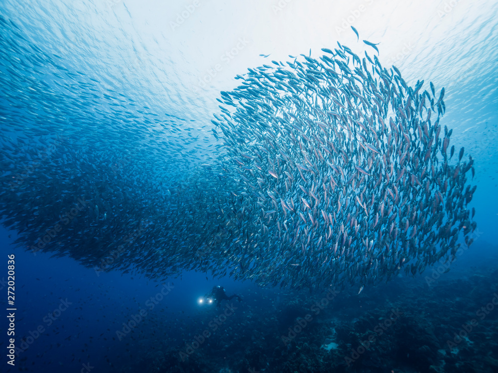 Φωτογραφία Bait ball in coral reef of Caribbean Sea around Curacao at dive site Playa Grand