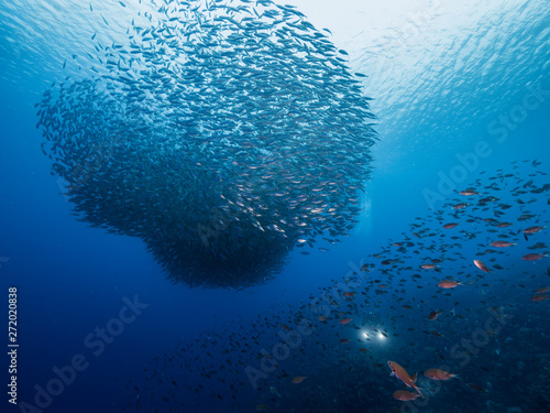 Bait ball in coral reef of Caribbean Sea around Curacao at dive site Playa Grandi