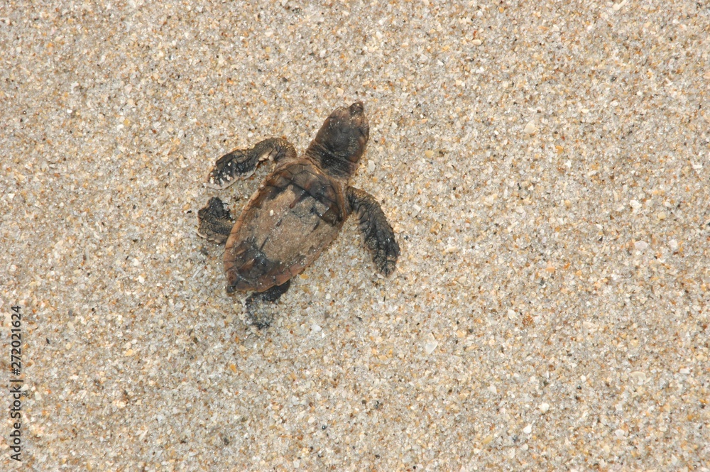 Sea Turtle Baby Sea Turtle Baby