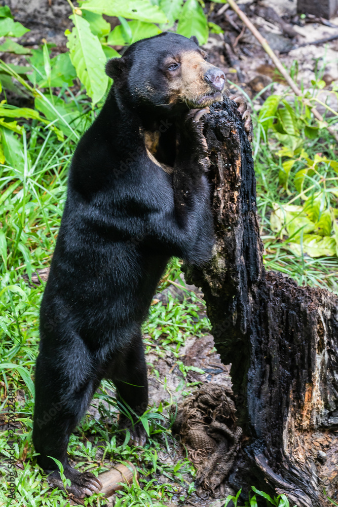 Obraz premium maleisië, orang oetan wildlife center, sarawak, borneo