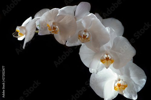 Fototapeta Naklejka Na Ścianę i Meble -  White beautiful orchid on around black background with freely space