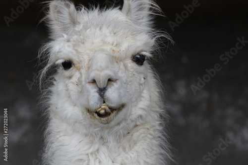 Llama
