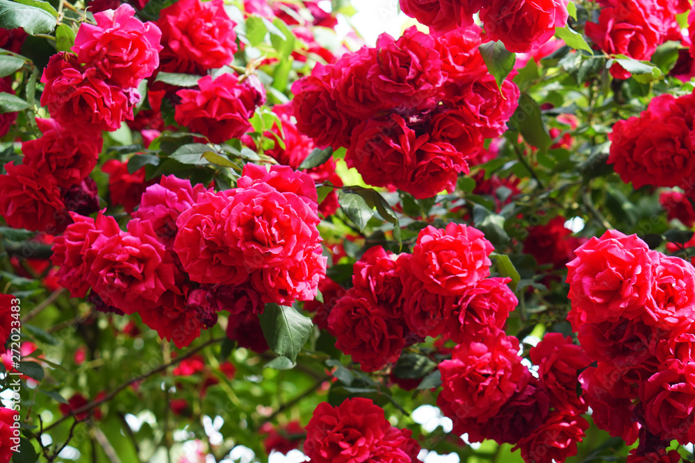 shrub red roses blooms and shimmers in the sun