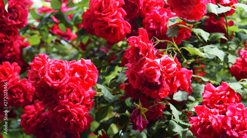 Fototapeta Naklejka Na Ścianę i Meble -  shrub red roses blooms and shimmers in the sun